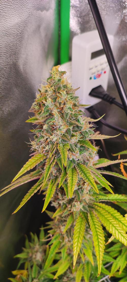 Lambeijax #2. Week 14