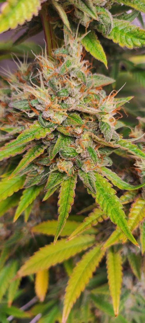 Lambeijax #2. Week 14