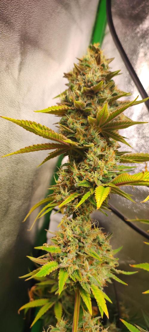 Lambeijax #2. Week 14