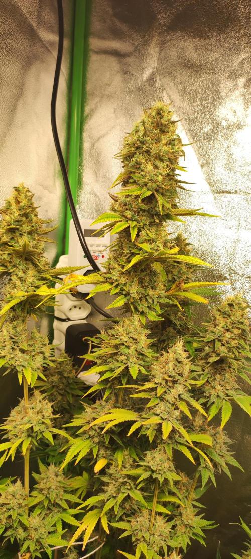 Lambeijax #2. Week 14