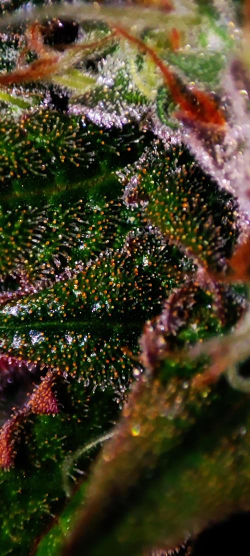 Lambeijax #2. Week 14