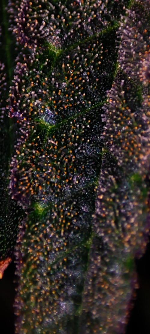 Lambeijax #2. Week 14