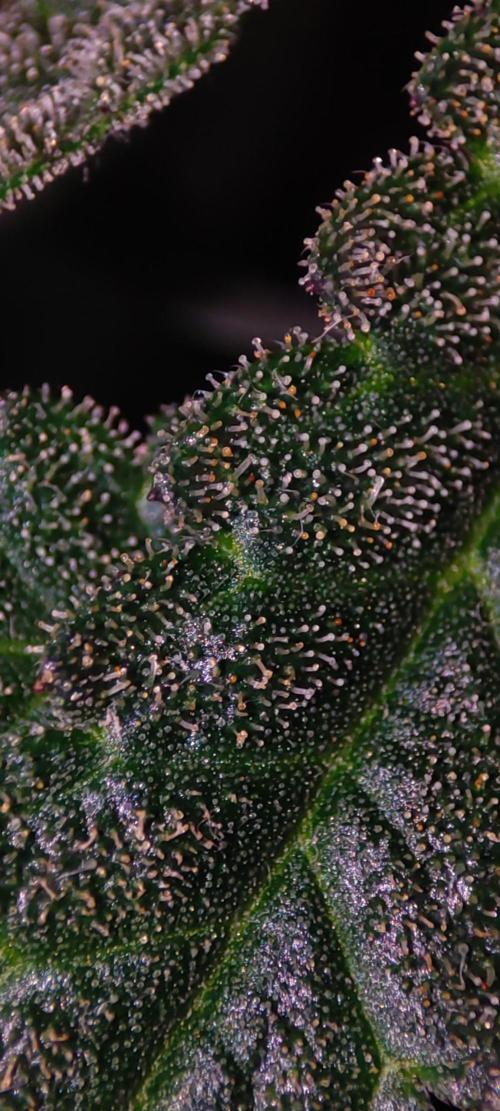 Lambeijax #2. Week 14