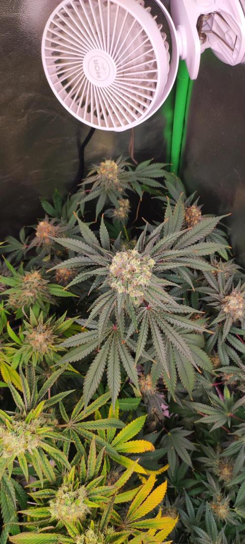 Godness Flower #2. Week 14