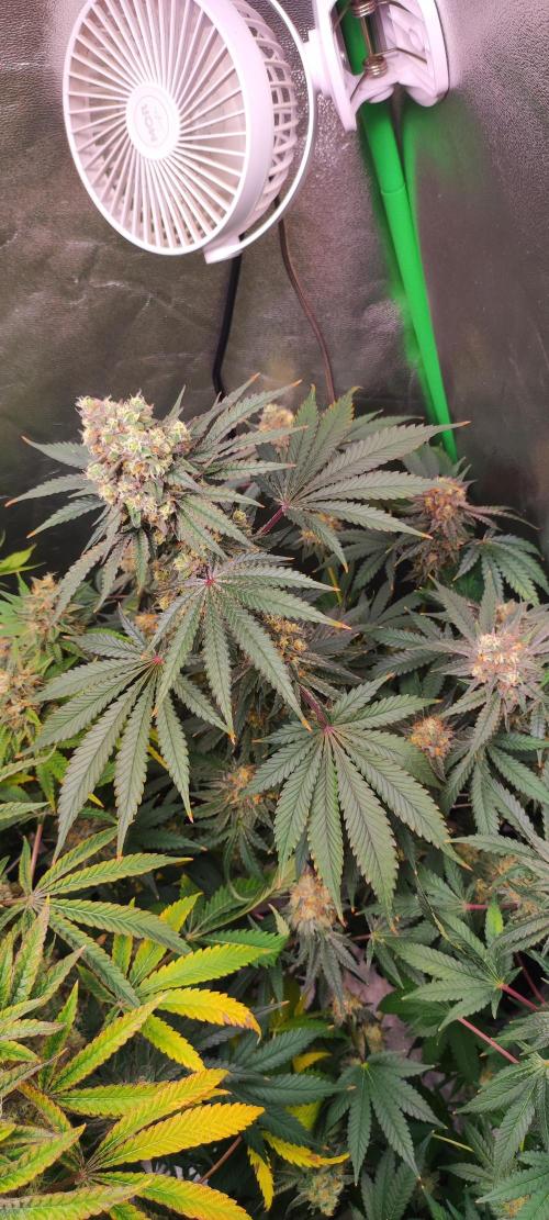 Godness Flower #2. Week 14