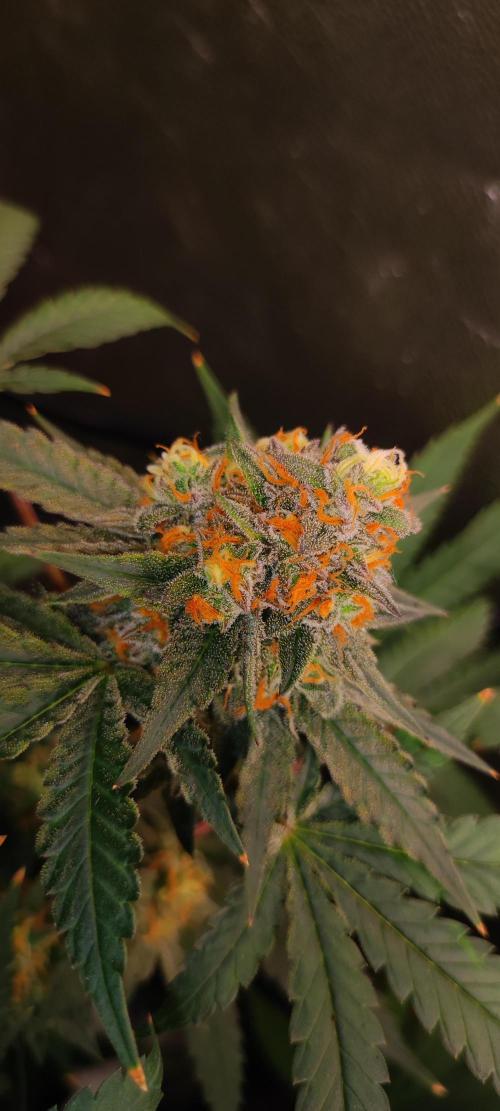 Godness Flower #2. Week 14