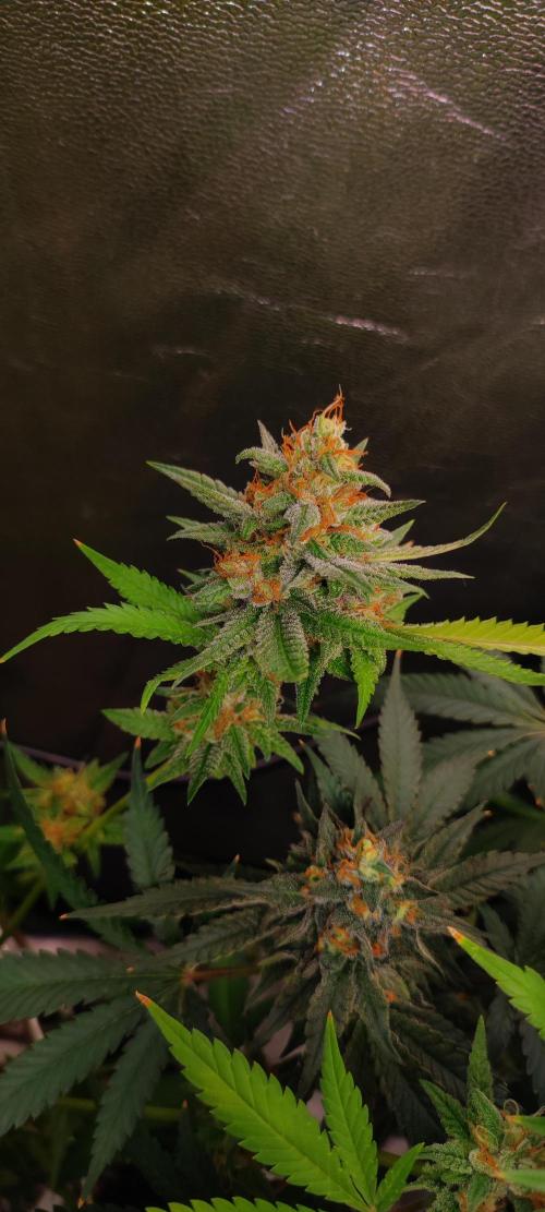 Godness Flower #2. Week 14