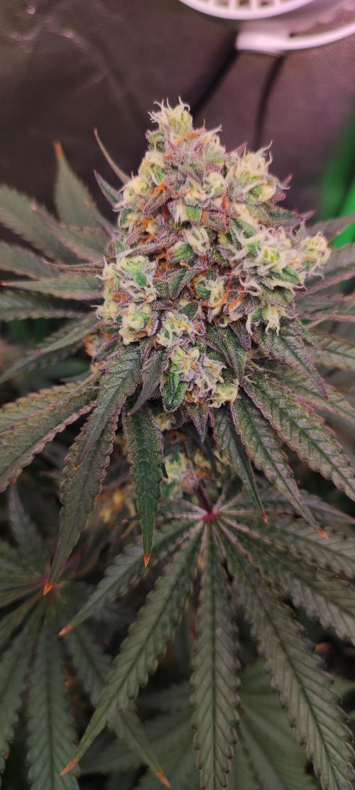 Godness Flower #2. Week 14