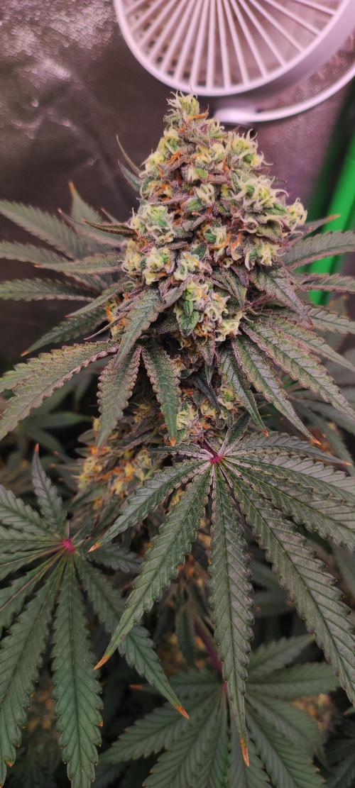 Godness Flower #2. Week 14