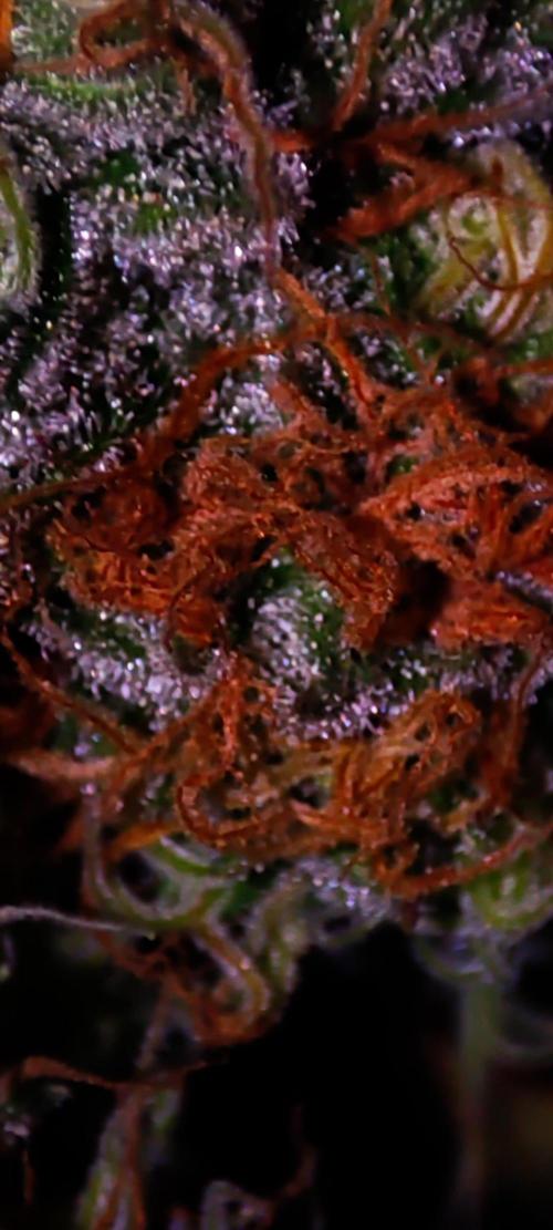 Godness Flower #2. Week 14