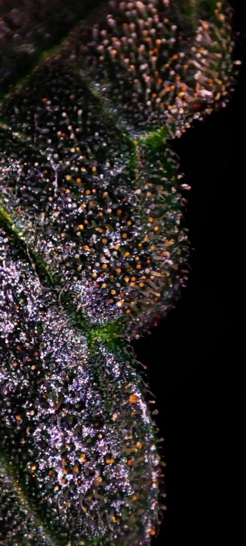 Godness Flower #2. Week 14