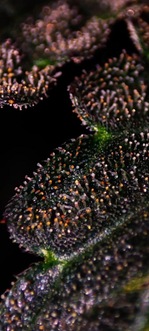 Godness Flower #2. Week 14