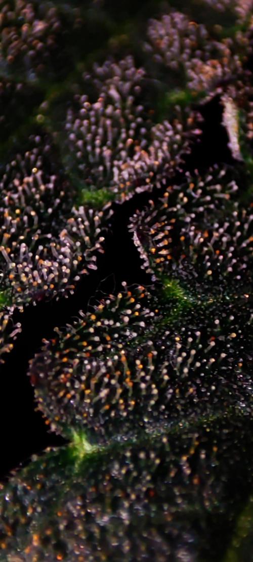 Godness Flower #2. Week 14