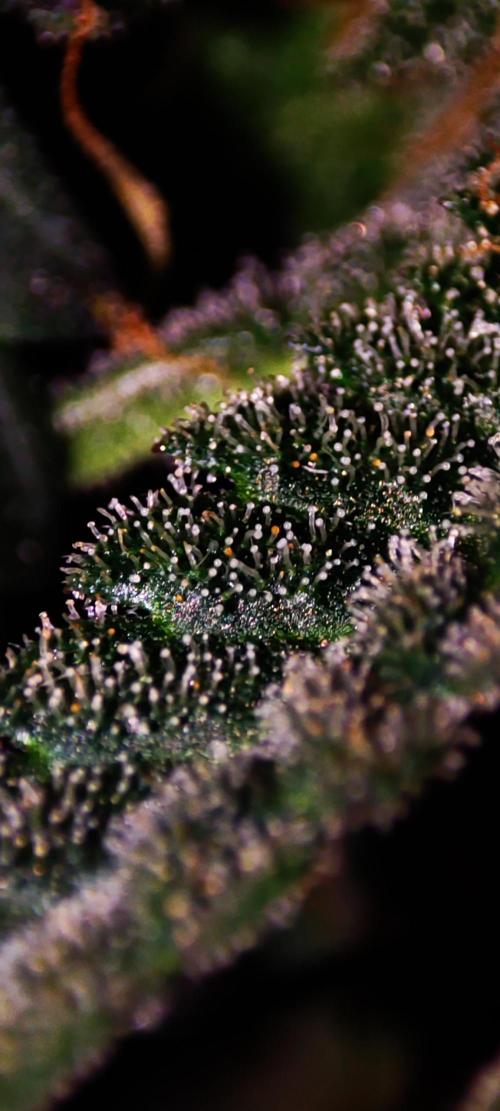 Godness Flower #2. Week 14