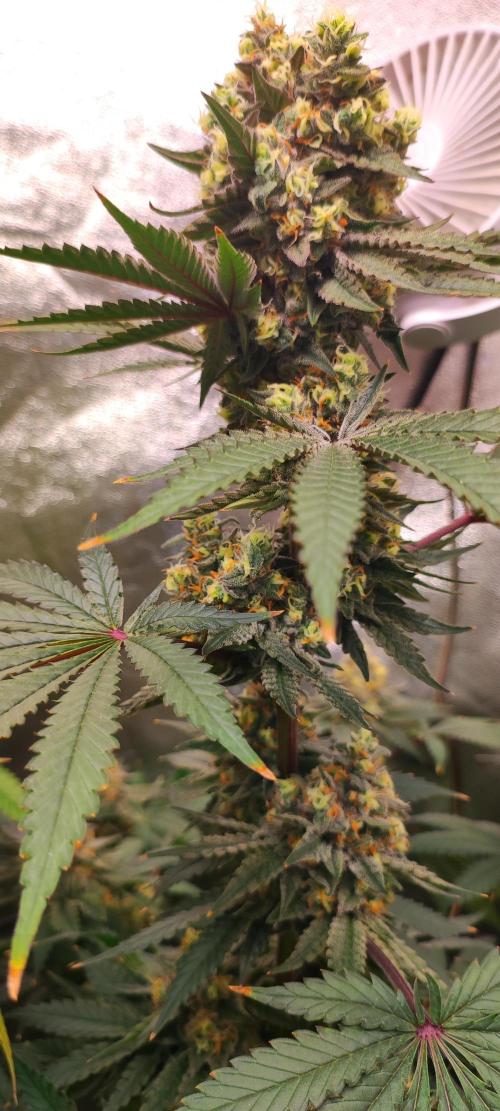 Godness Flower #2. Week 14