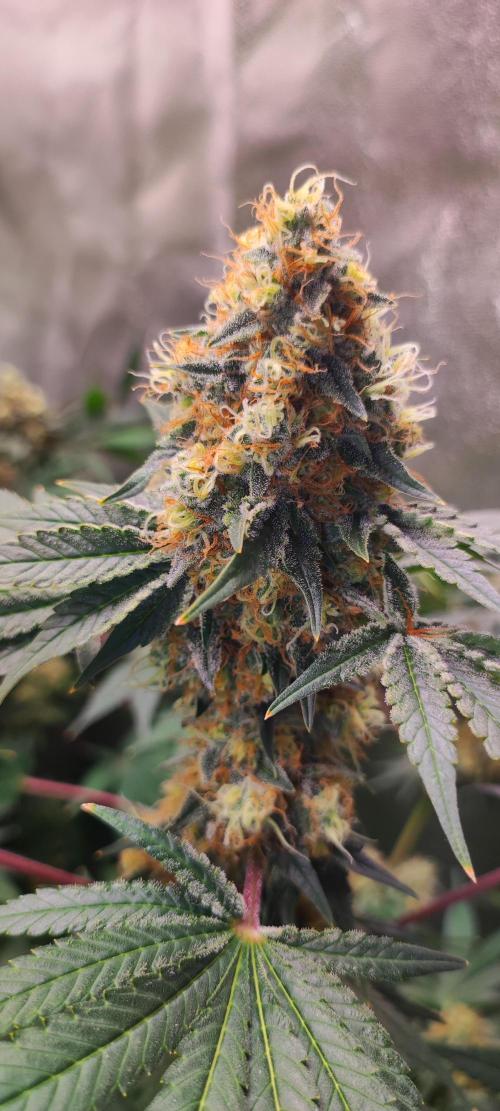 Colombian Gold. Week 14