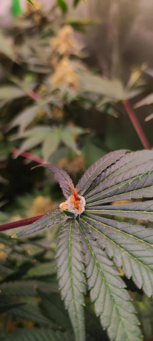 Colombian Gold. Week 14