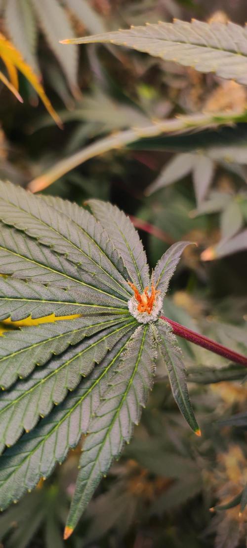 Colombian Gold. Week 14