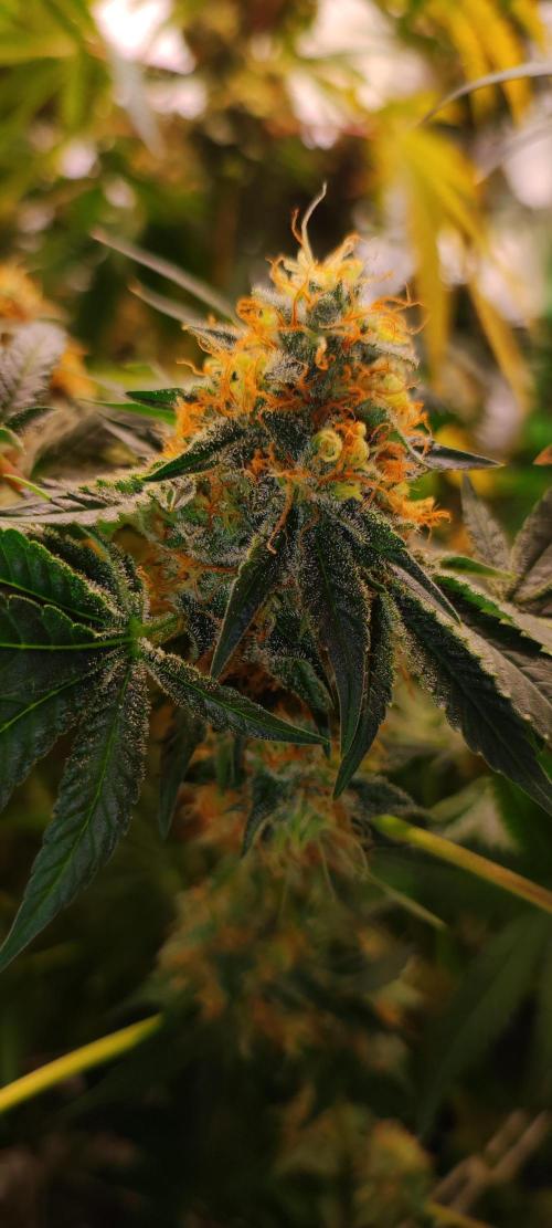 Colombian Gold. Week 14