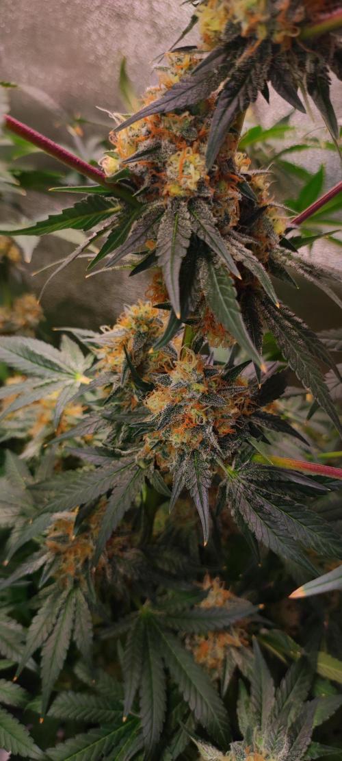 Colombian Gold. Week 14