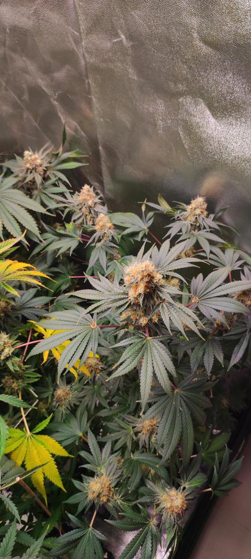 Colombian Gold. Week 14