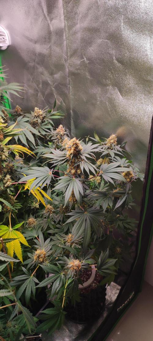 Colombian Gold. Week 14