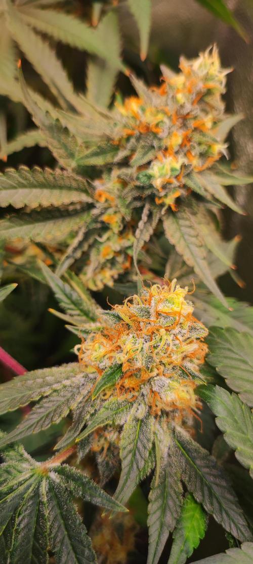 Colombian Gold. Week 14