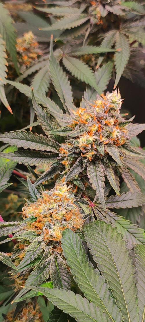 Colombian Gold. Week 14