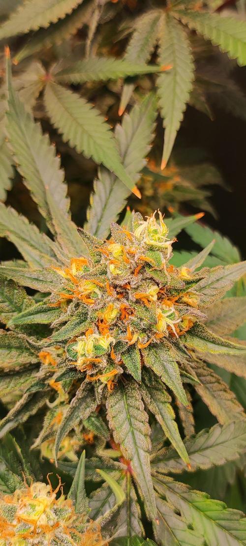 Colombian Gold. Week 14