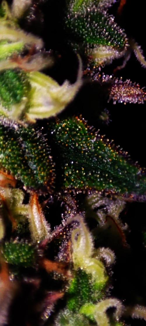 Colombian Gold. Week 14