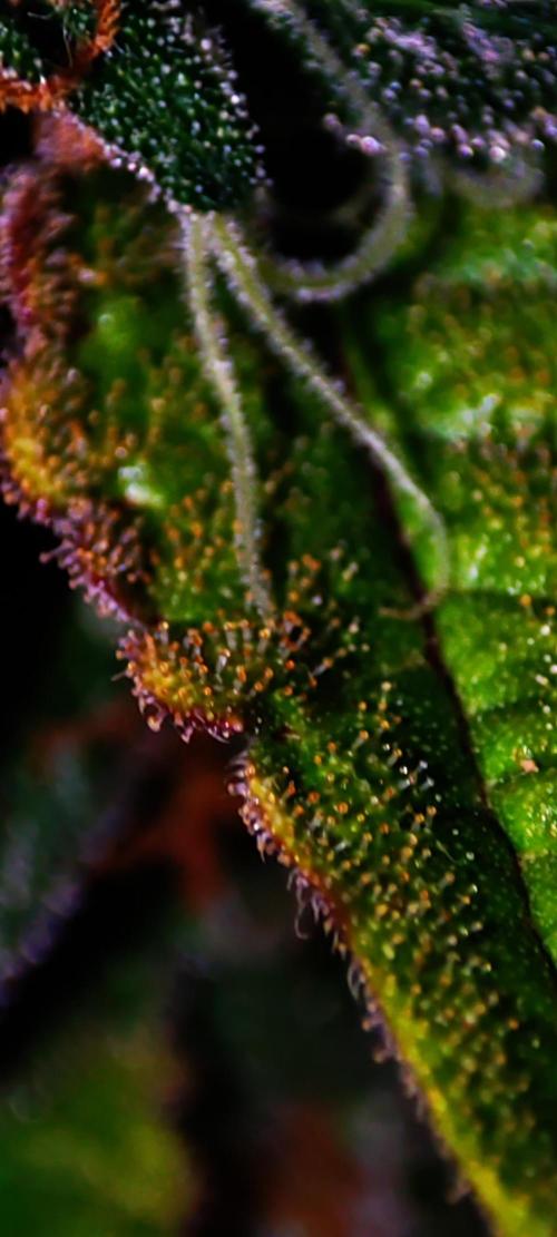 Colombian Gold. Week 14