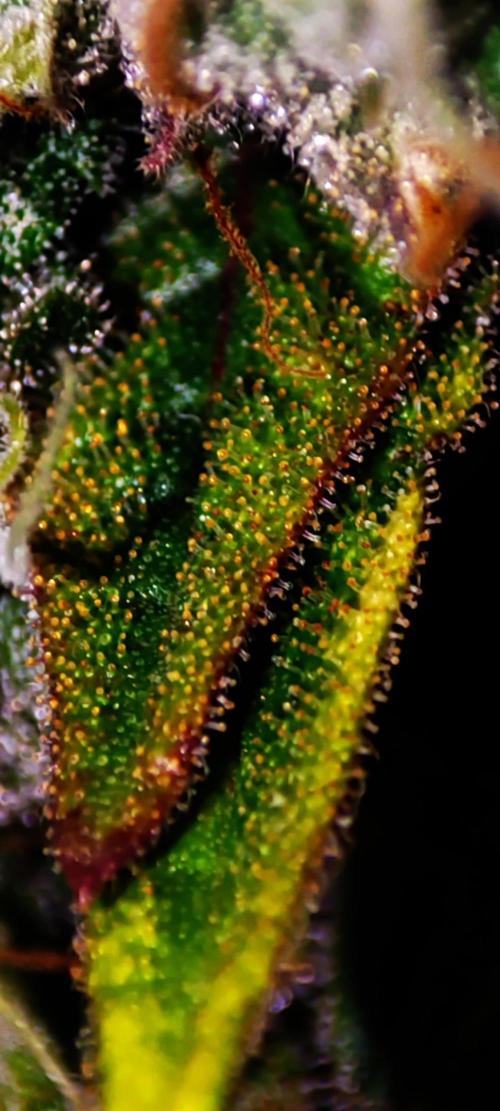 Colombian Gold. Week 14