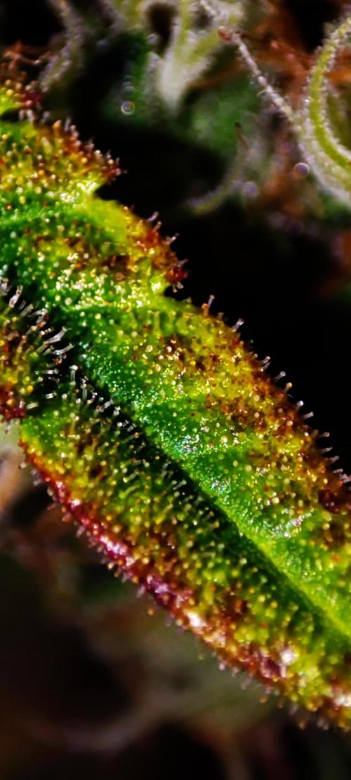 Colombian Gold. Week 14