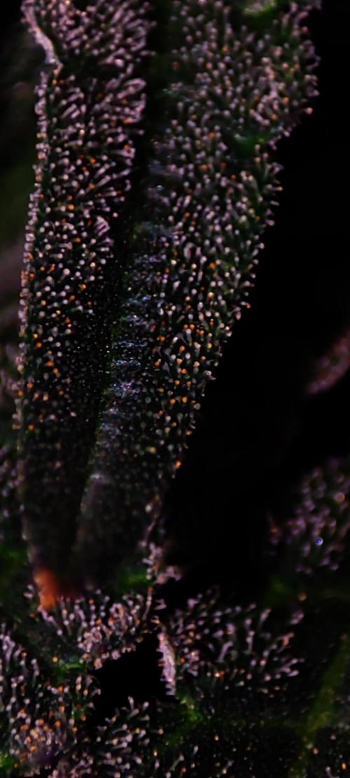 Colombian Gold. Week 14