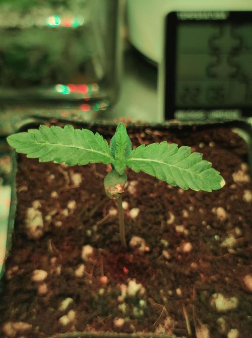 White Widow. Week 0