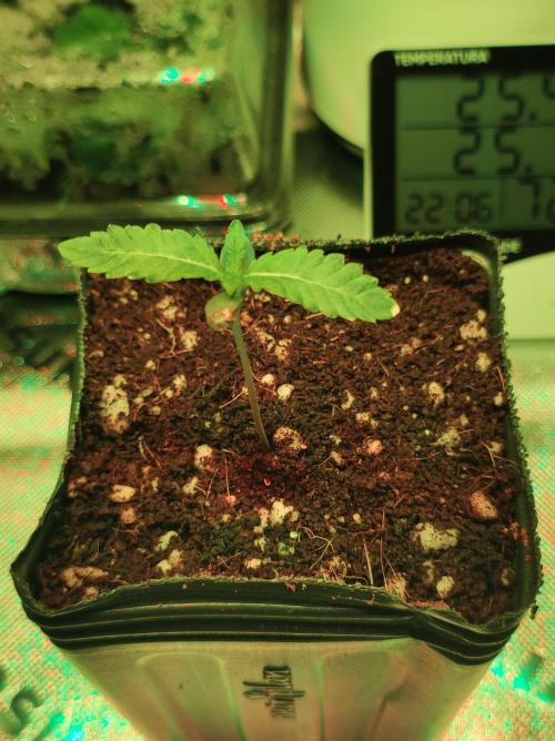 White Widow. Week 0