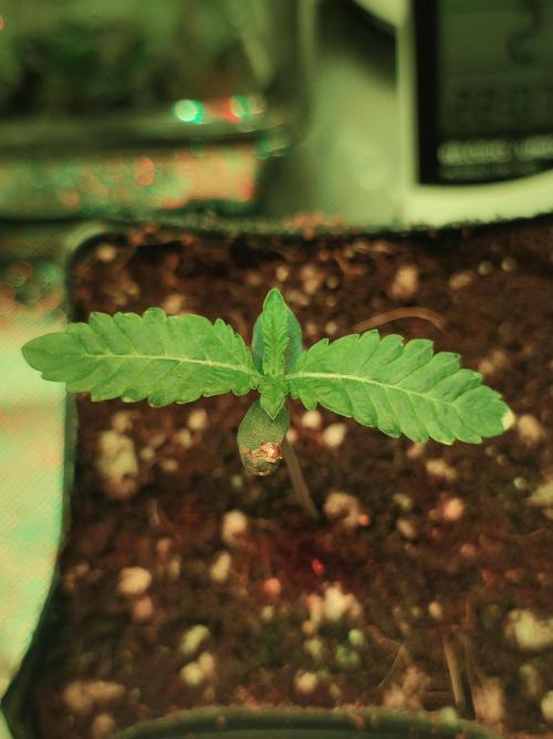 White Widow. Week 0