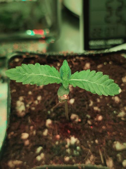 White Widow. Week 0