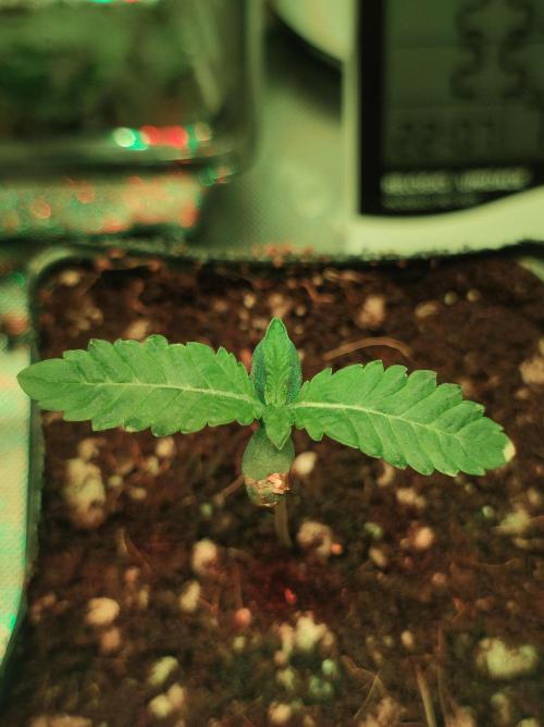 White Widow. Week 0