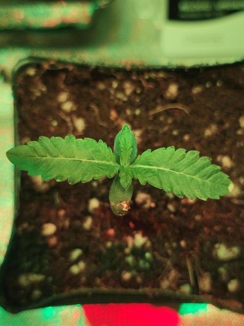 White Widow. Week 0