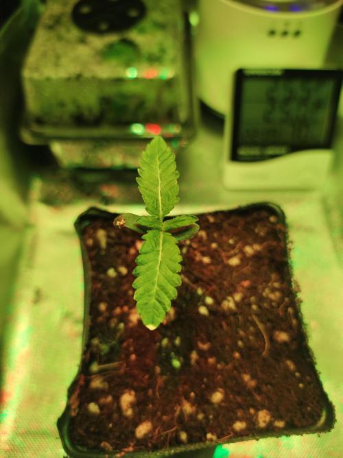 White Widow. Week 0