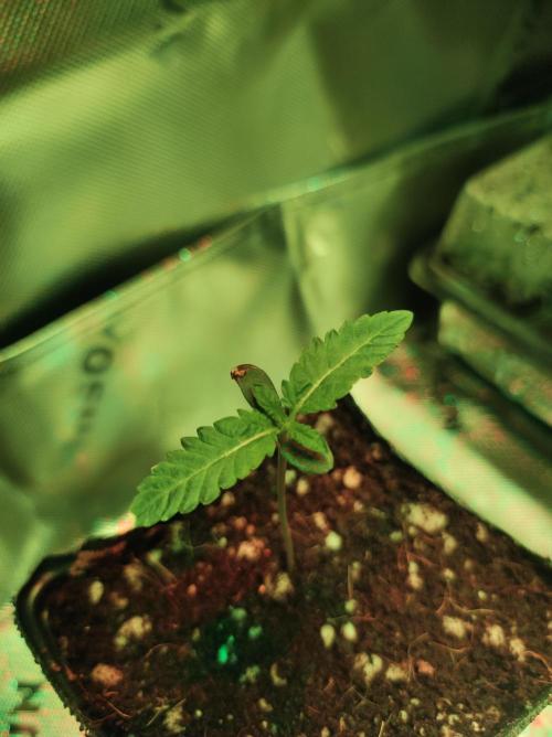 White Widow. Week 0