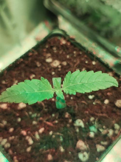 Zkittlez. Week 0