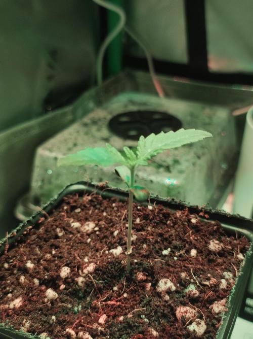 Zkittlez. Week 0