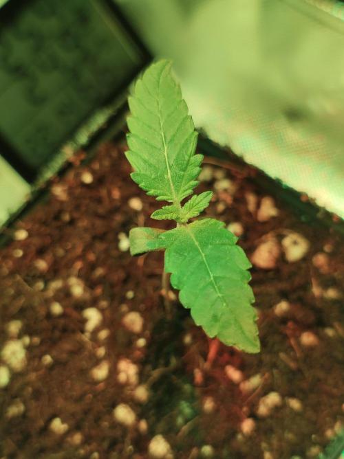 Zkittlez. Week 0