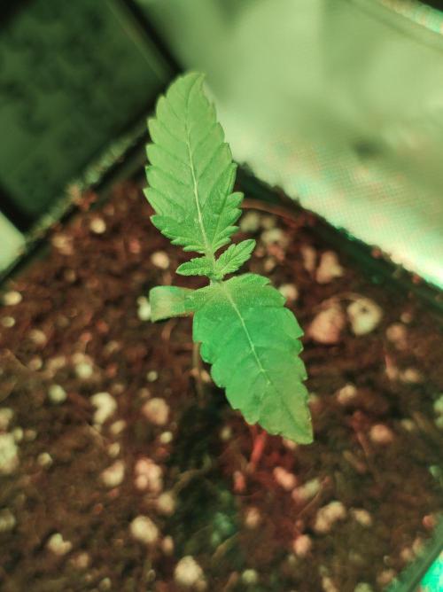 Zkittlez. Week 0