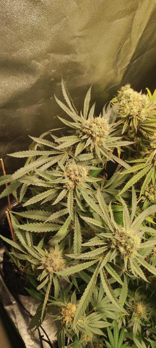 Godness Flower. Week 15