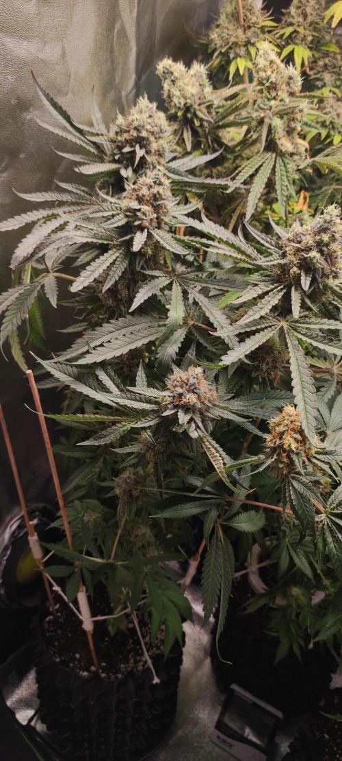 Godness Flower. Week 15