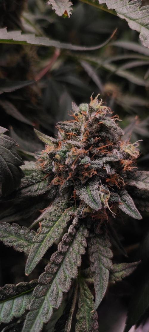 Godness Flower. Week 15