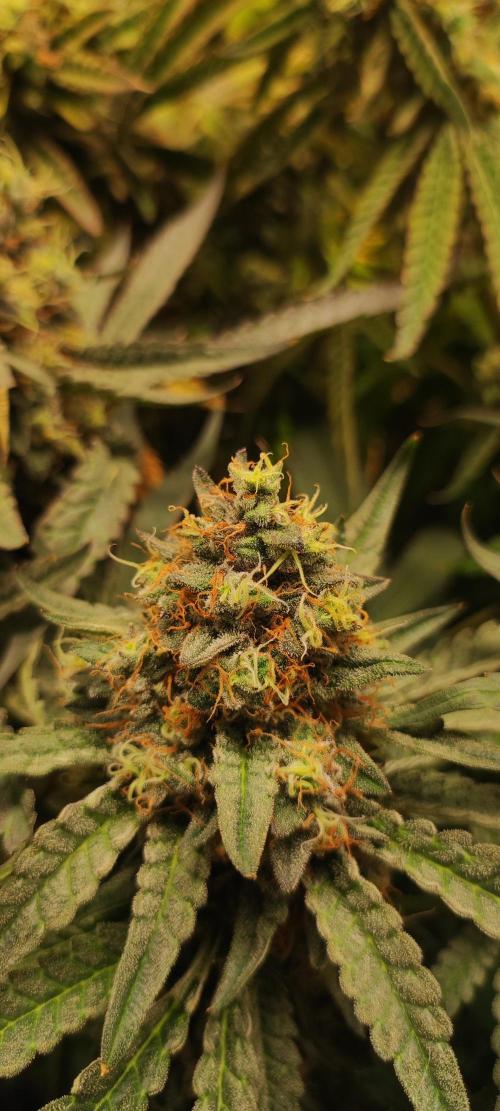 Godness Flower. Week 15